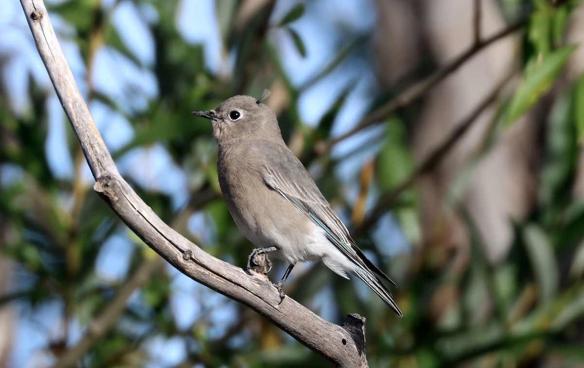 Mountain Bluebird - ML642889608