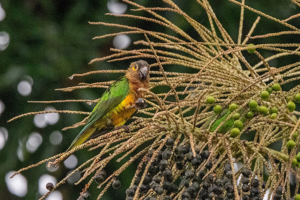 Brown-throated Parakeet - ML642889611