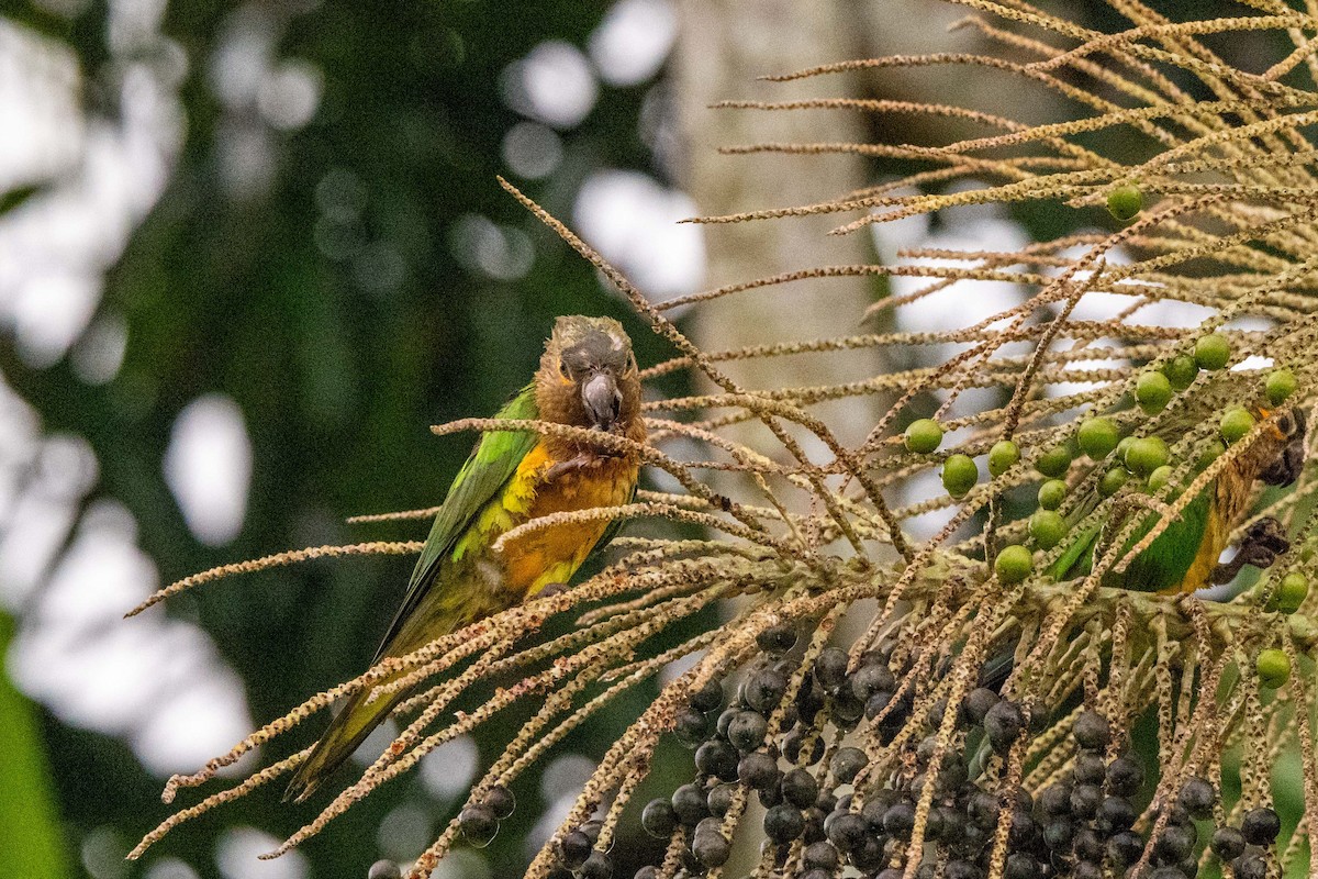 Brown-throated Parakeet - ML642889612