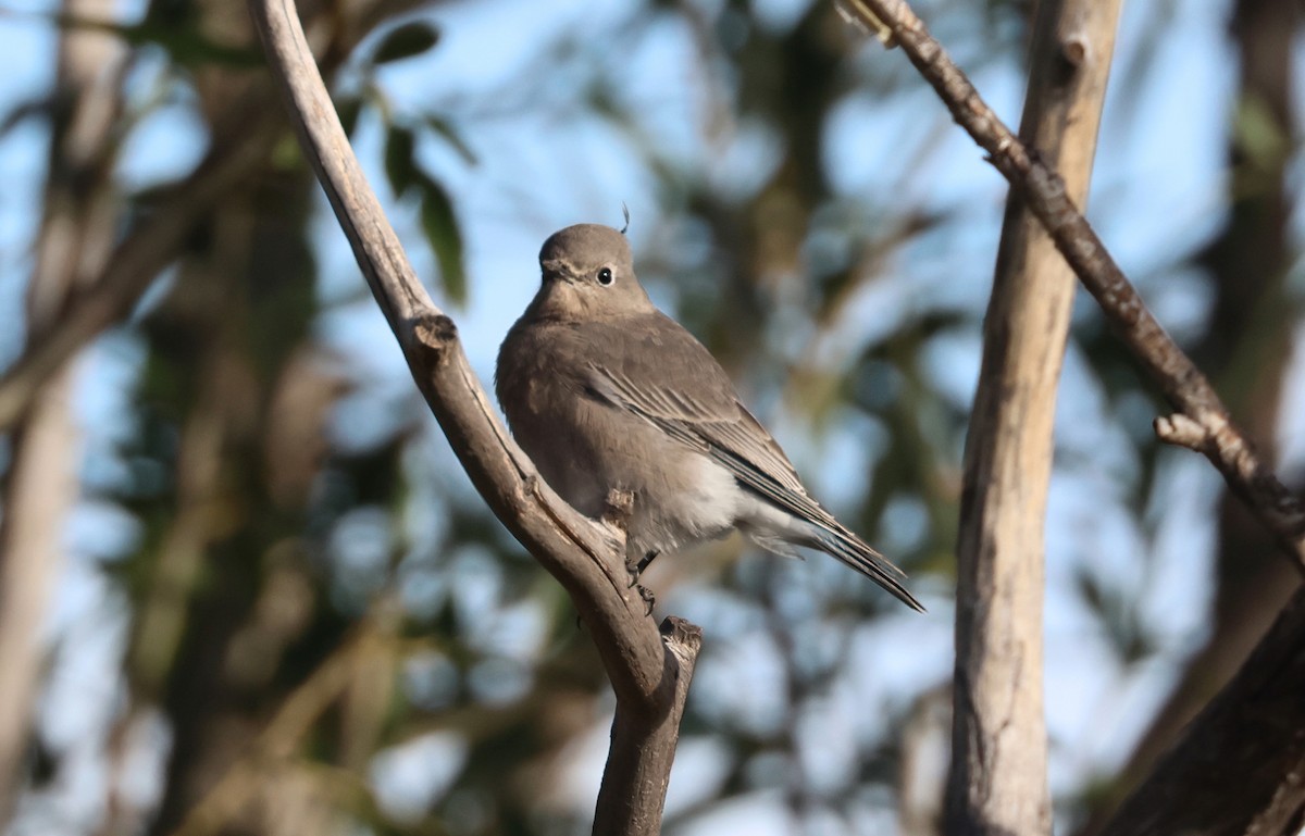 Mountain Bluebird - ML642889620