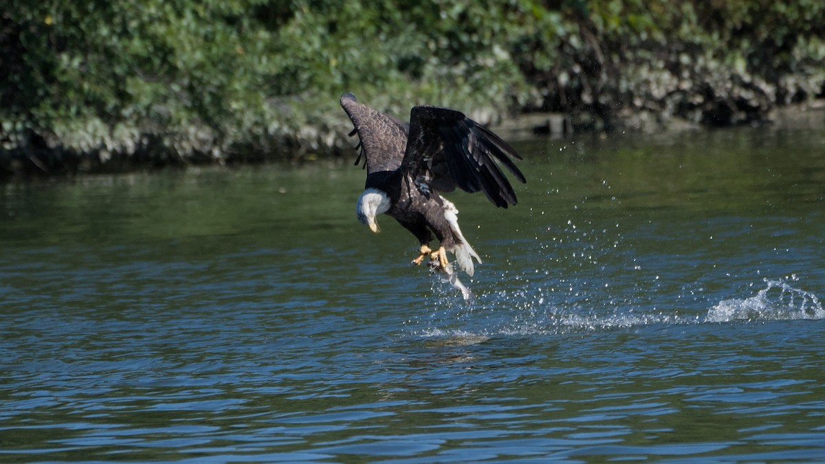 Bald Eagle - ML642889624