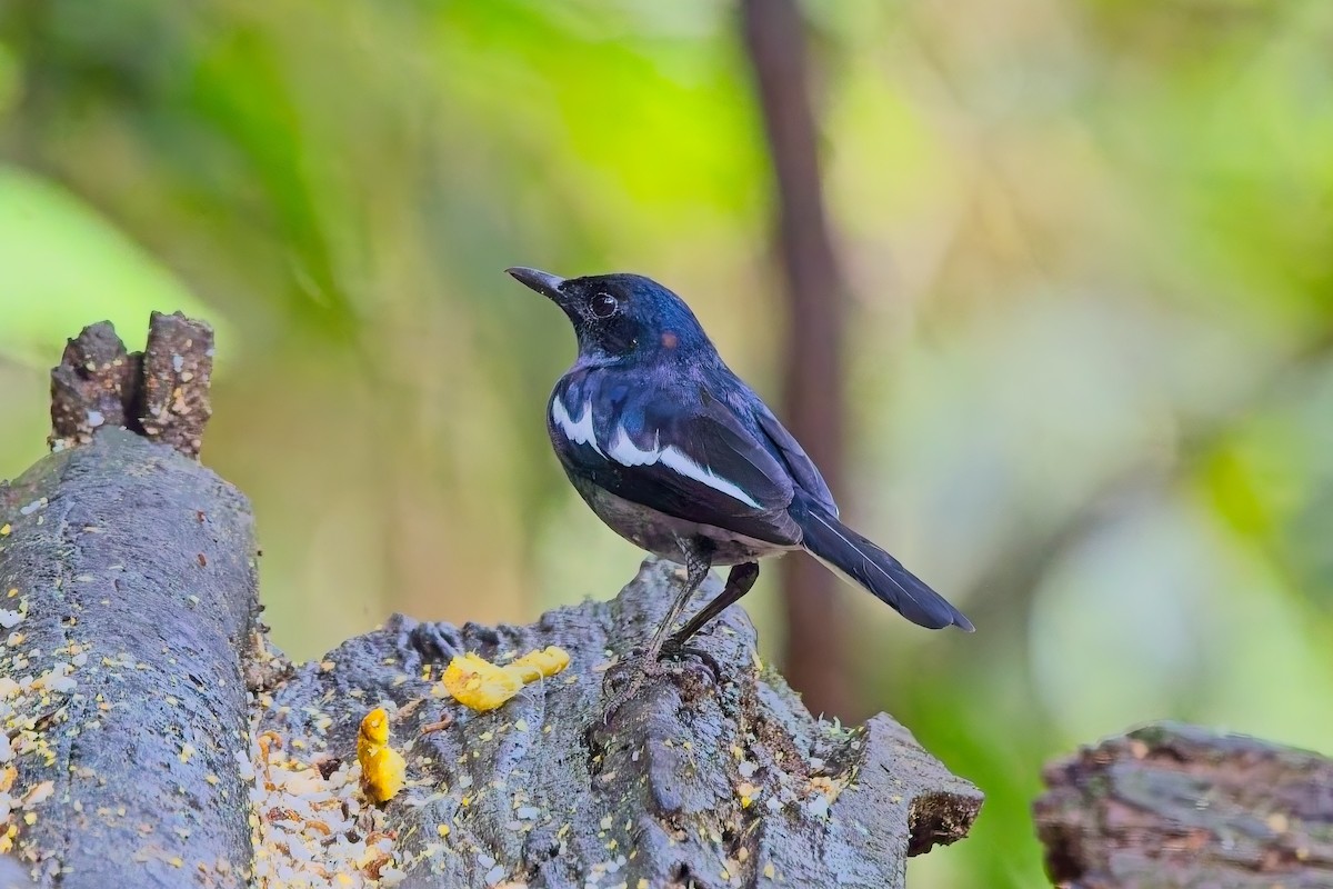 Oriental Magpie-Robin - ML642889627