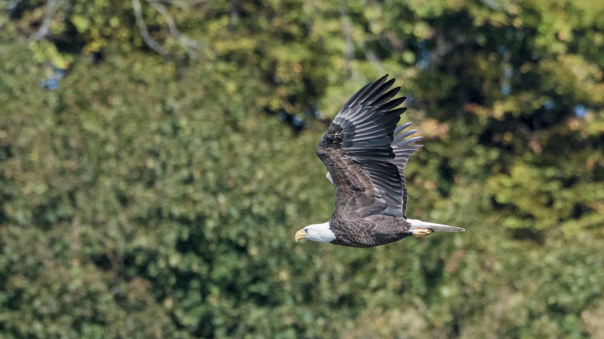 Bald Eagle - ML642889630