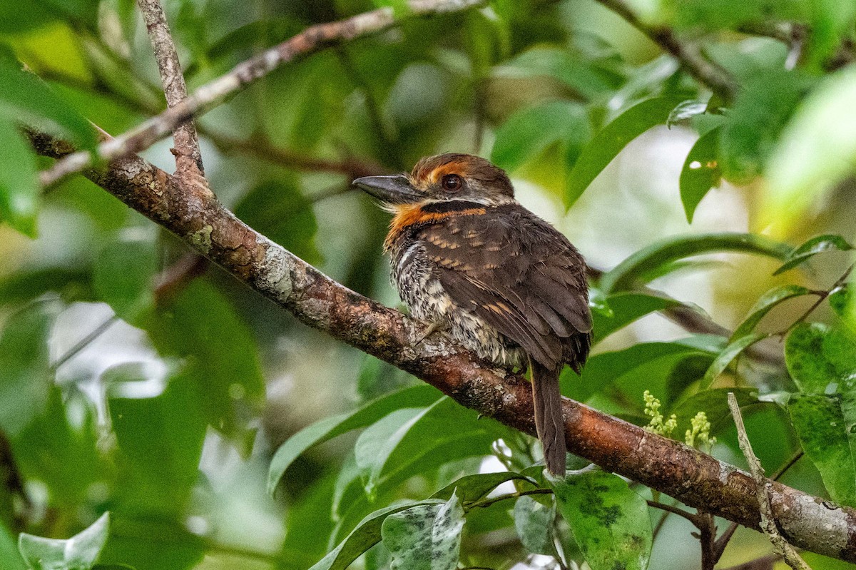Spotted Puffbird - ML642889631