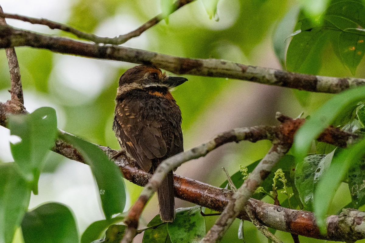 Spotted Puffbird - ML642889632