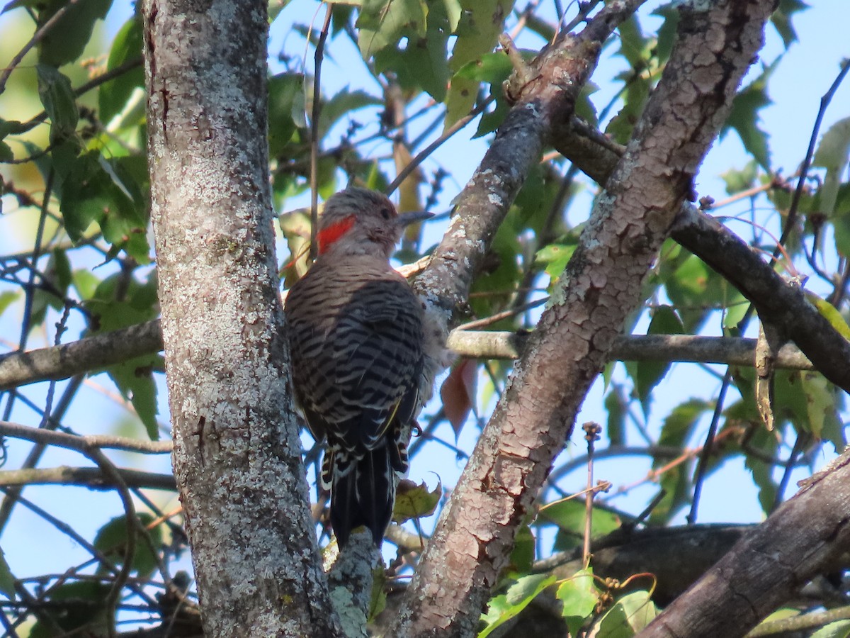 Northern Flicker - ML642889633