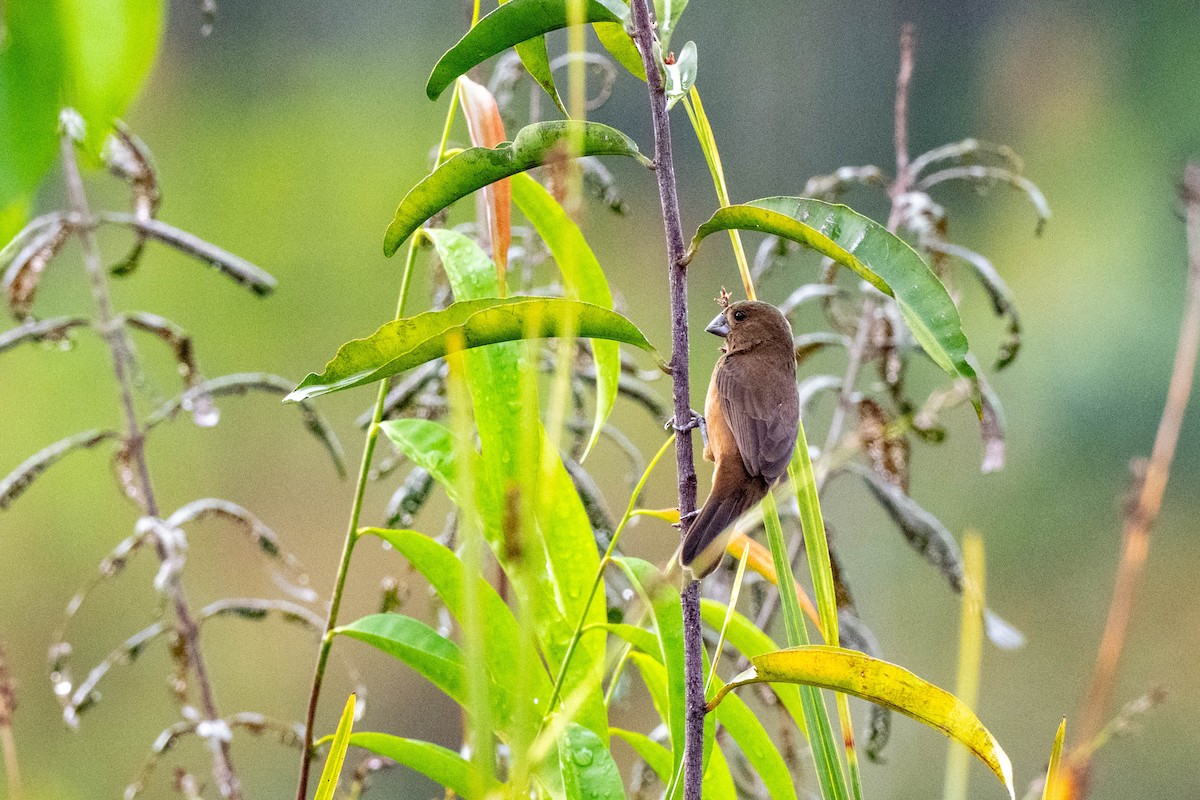 Chestnut-bellied Seedeater - ML642889636