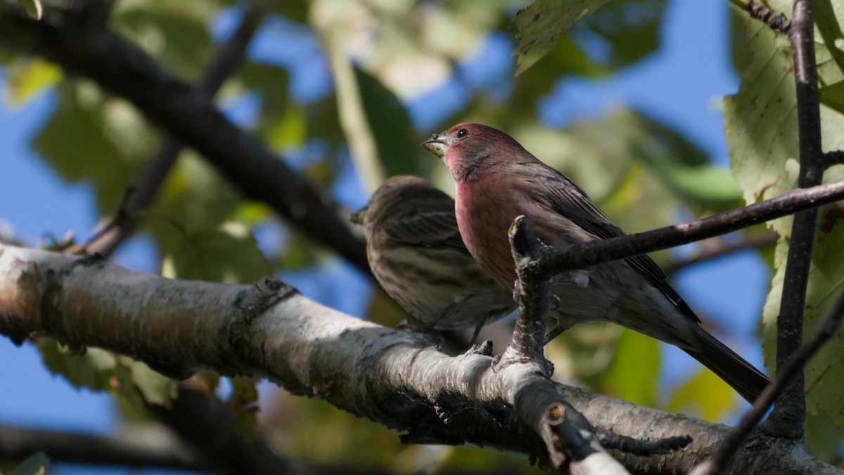 House Finch - ML642889645