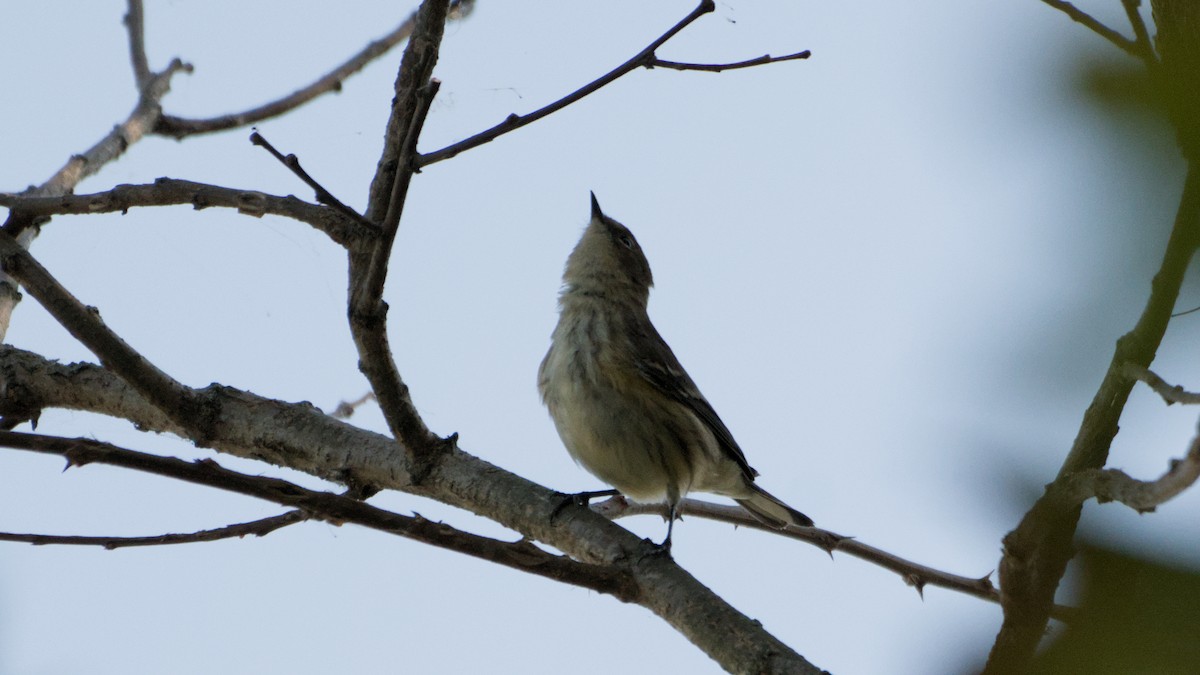 Yellow-rumped Warbler - ML642889653