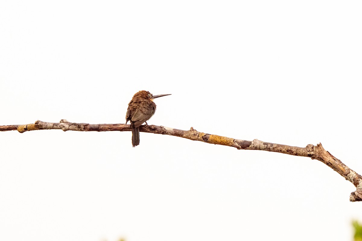 Brown Jacamar - ML642889654
