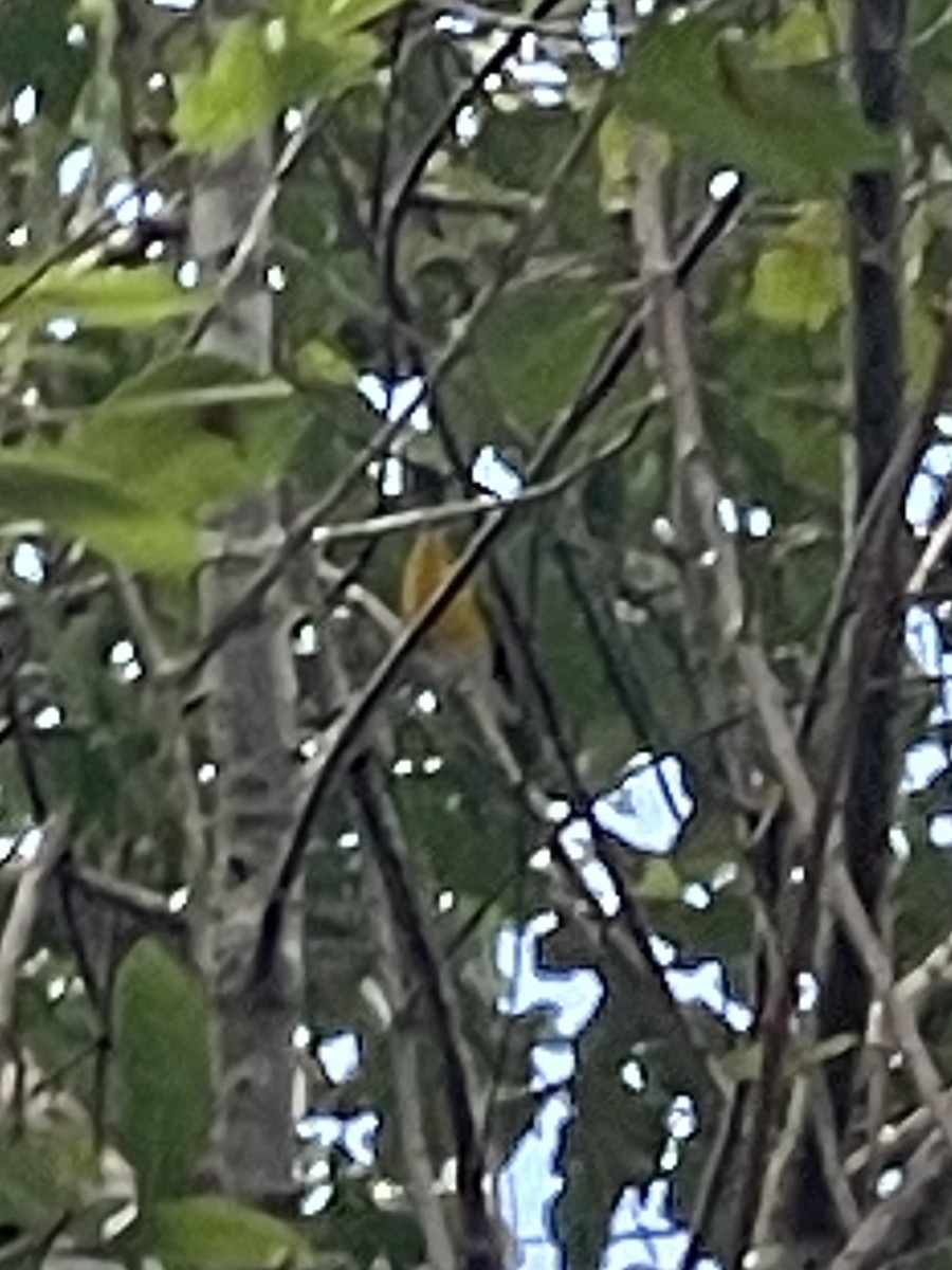 Yellow-breasted Chat - ML642889665