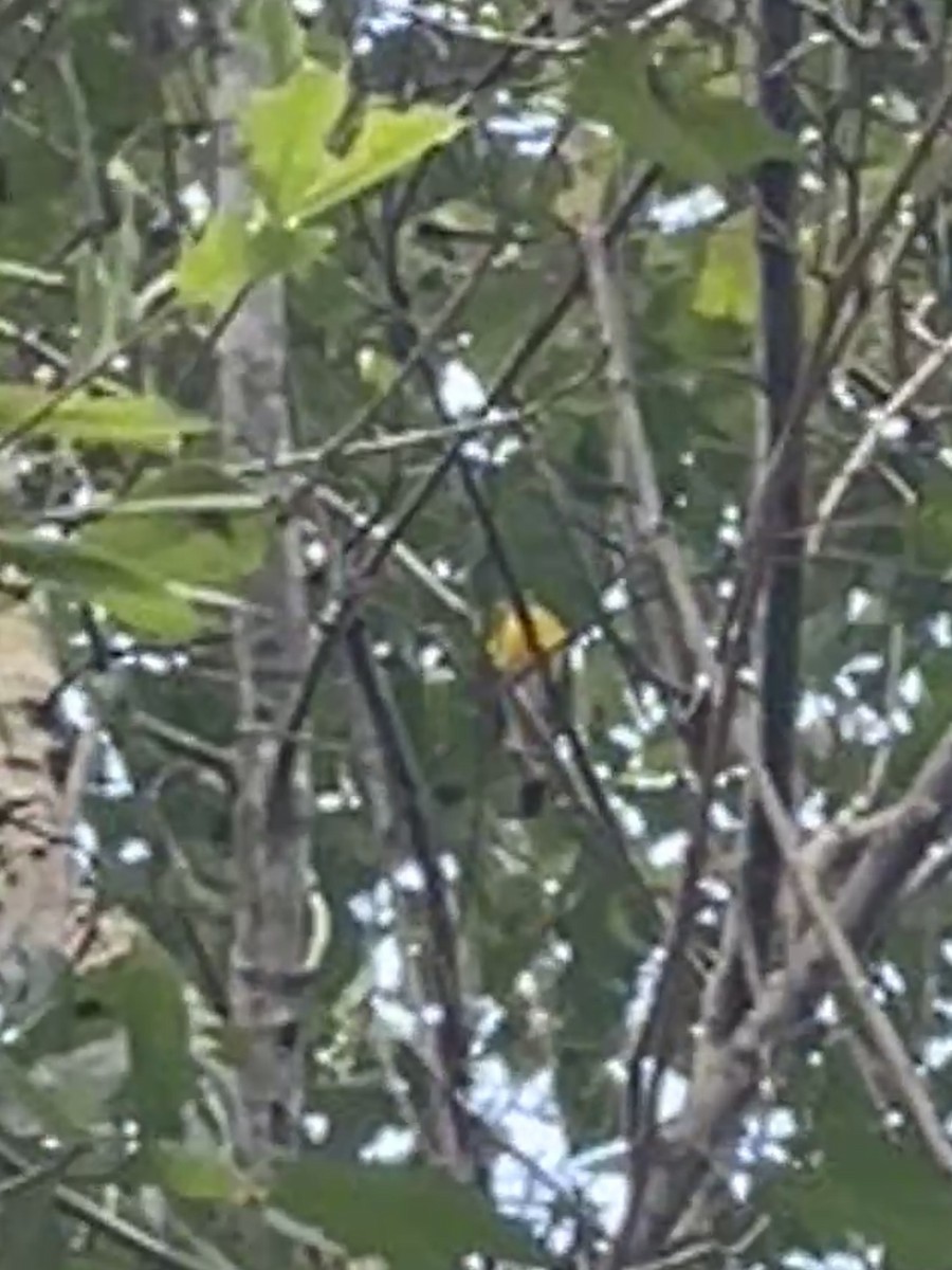 Yellow-breasted Chat - ML642889666