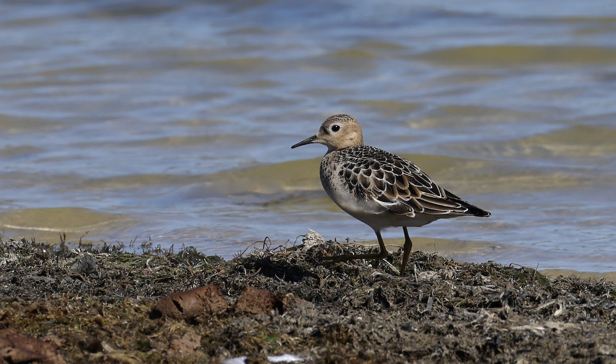 jespák plavý - ML642889671