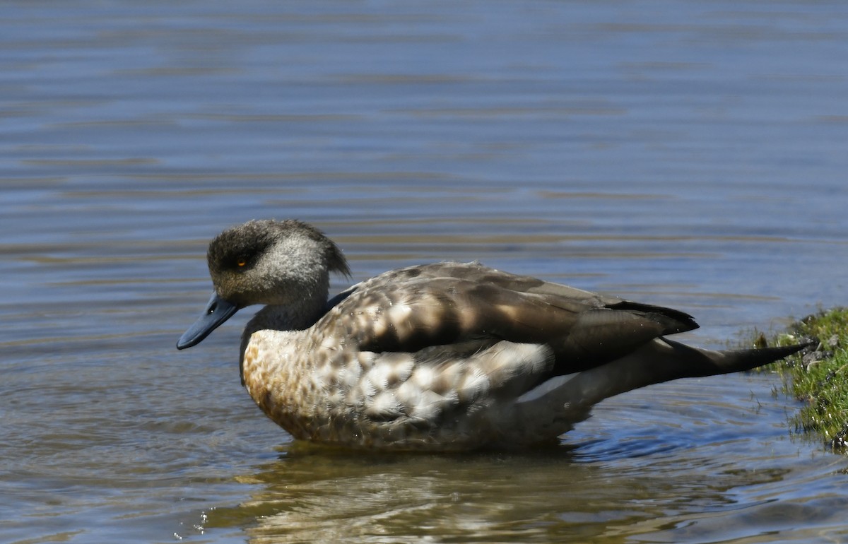 Crested Duck - ML642889690