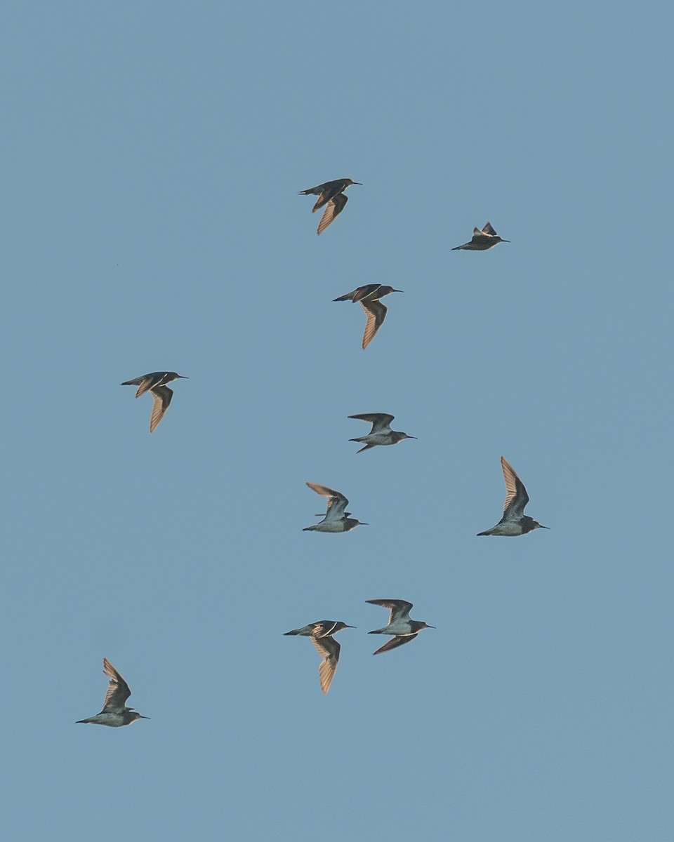 Pectoral Sandpiper - ML642889701