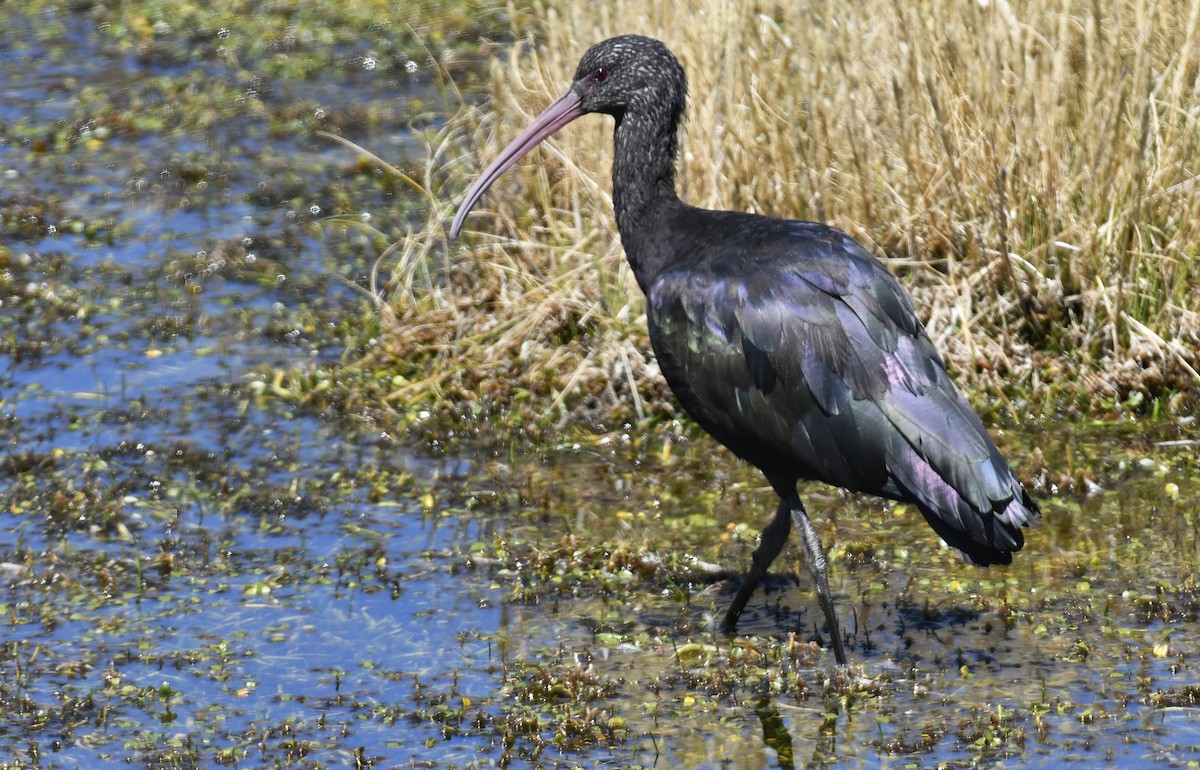 Puna Ibis - ML642889702