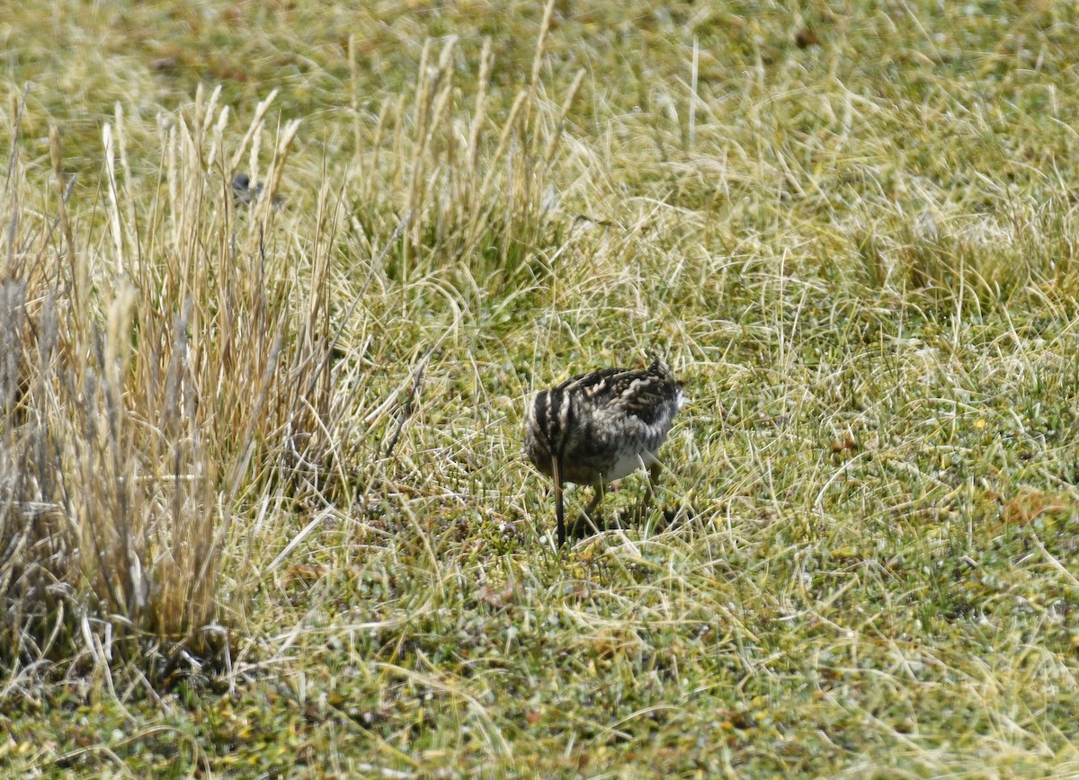 Puna Snipe - ML642889711