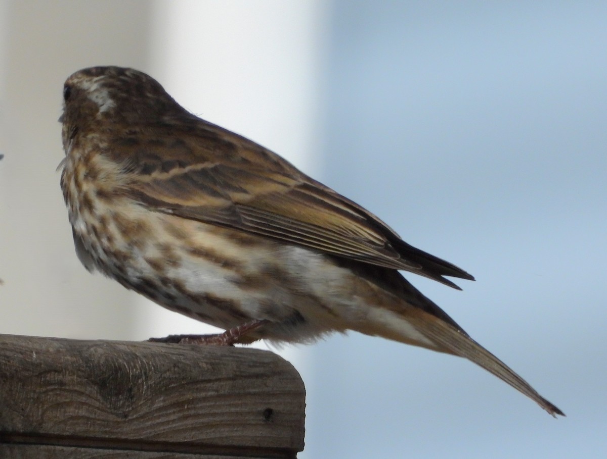Purple Finch - ML642889726