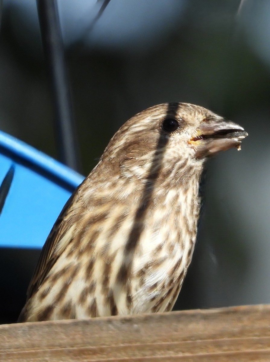 Purple Finch - ML642889727