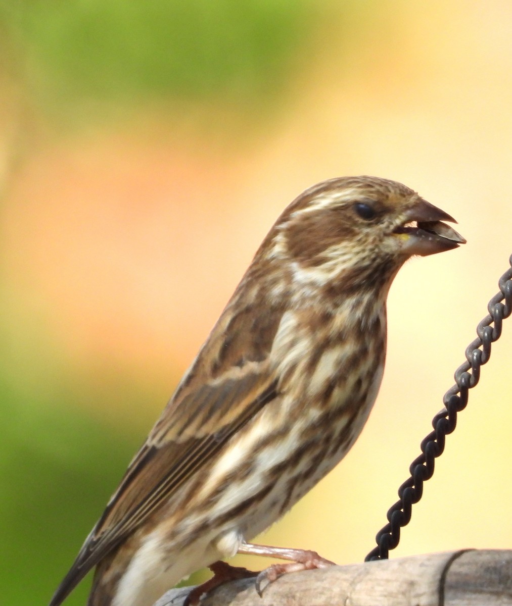 Purple Finch - ML642889729
