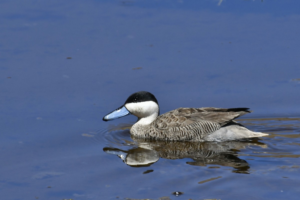 Puna Teal - ML642889730