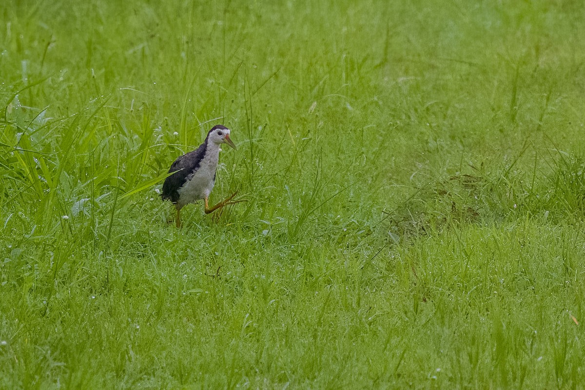 White-breasted Waterhen - ML642889731