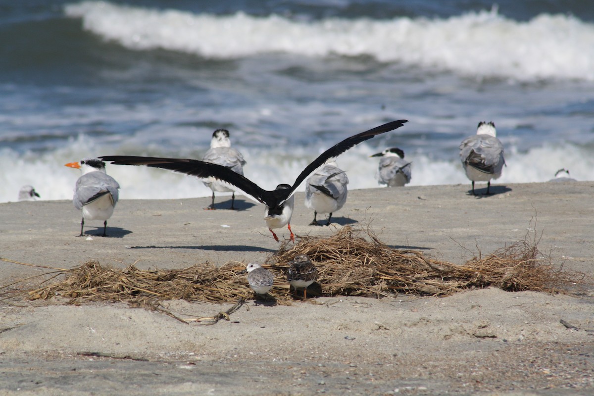 Black Skimmer - ML642889754