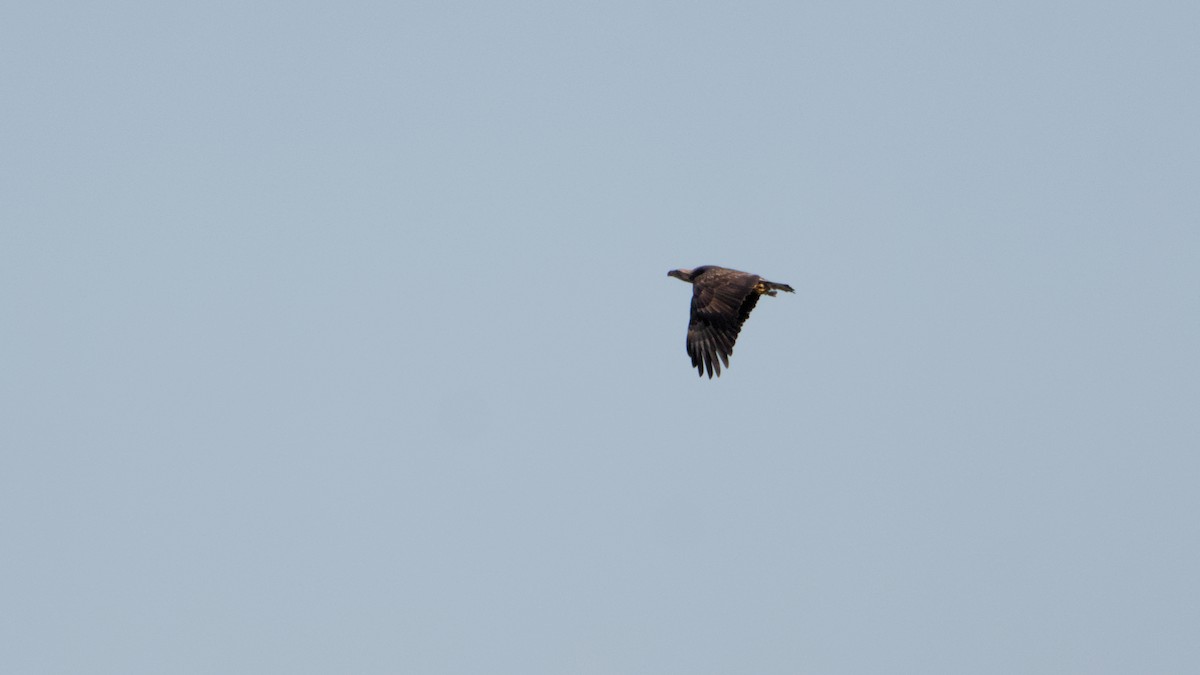 Bald Eagle - ML642889756