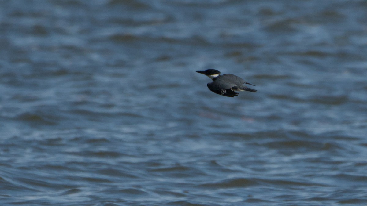 Belted Kingfisher - ML642889758