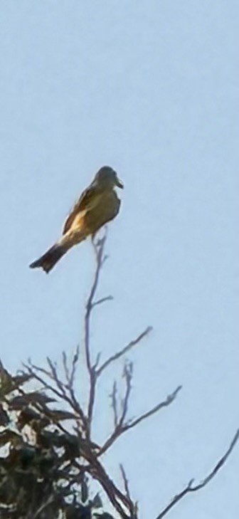 Couch's Kingbird - ML642889761