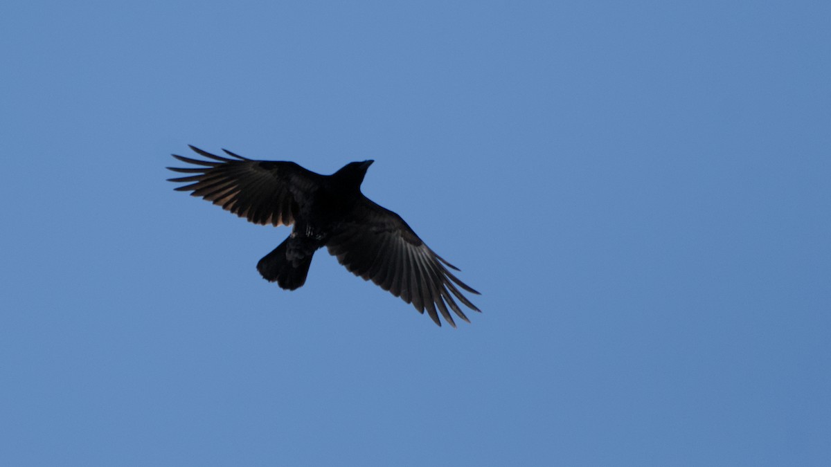 American Crow - ML642889769