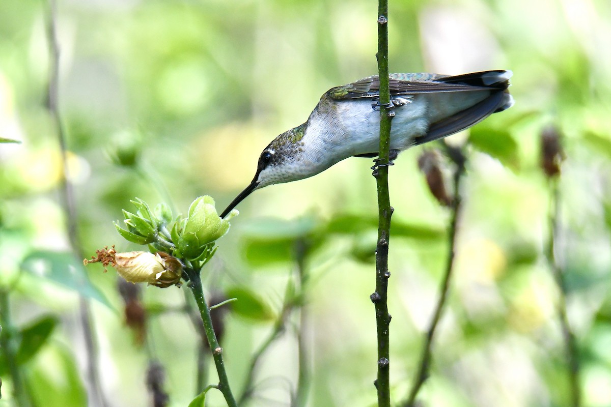 Colibrí Gorjirrubí - ML642889777