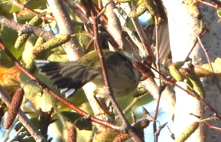 Reinita Coronada (coronata) - ML642889786