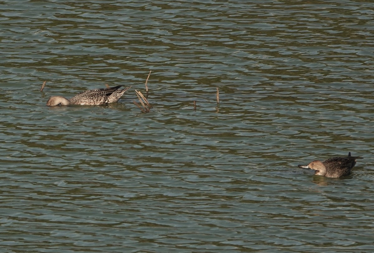 Ánade Rabudo - ML642889790