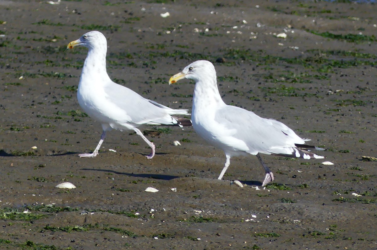 Gaviota Argéntea Americana - ML642889792