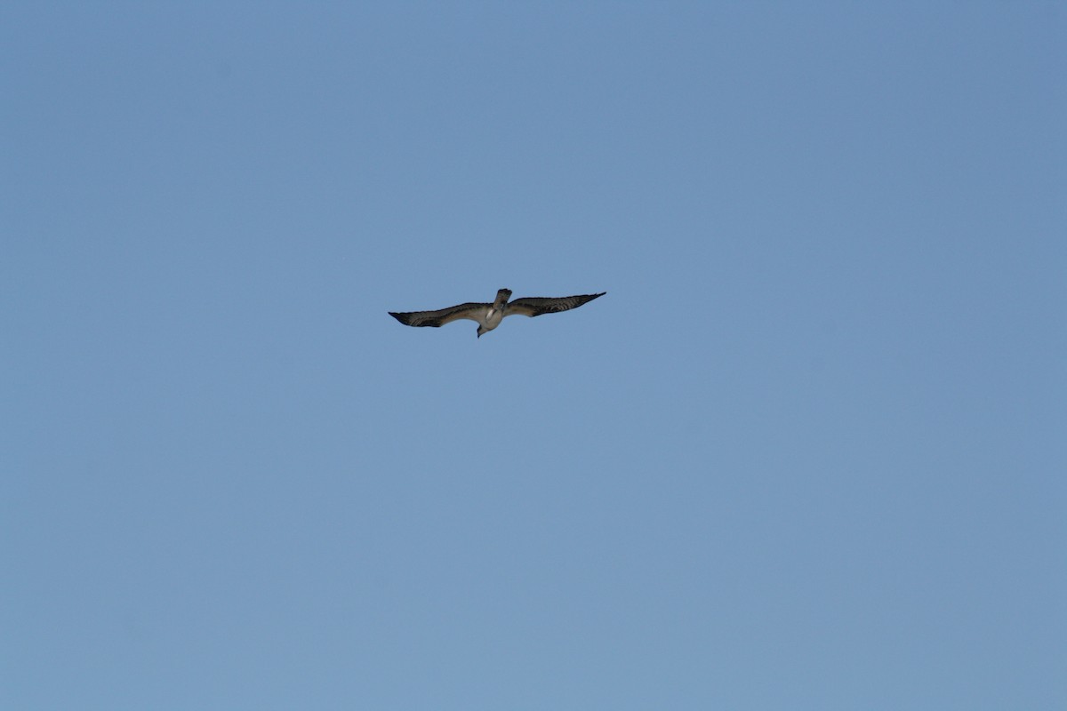 Águila Pescadora - ML642889794