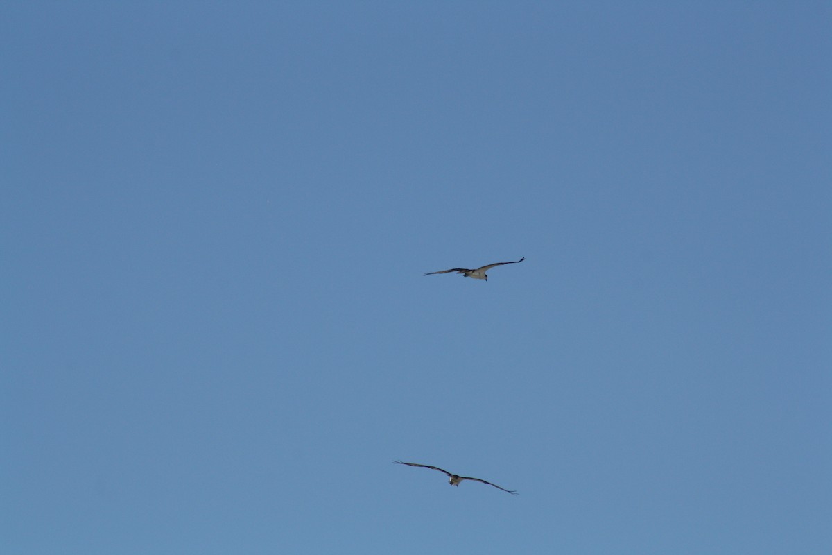 Águila Pescadora - ML642889795