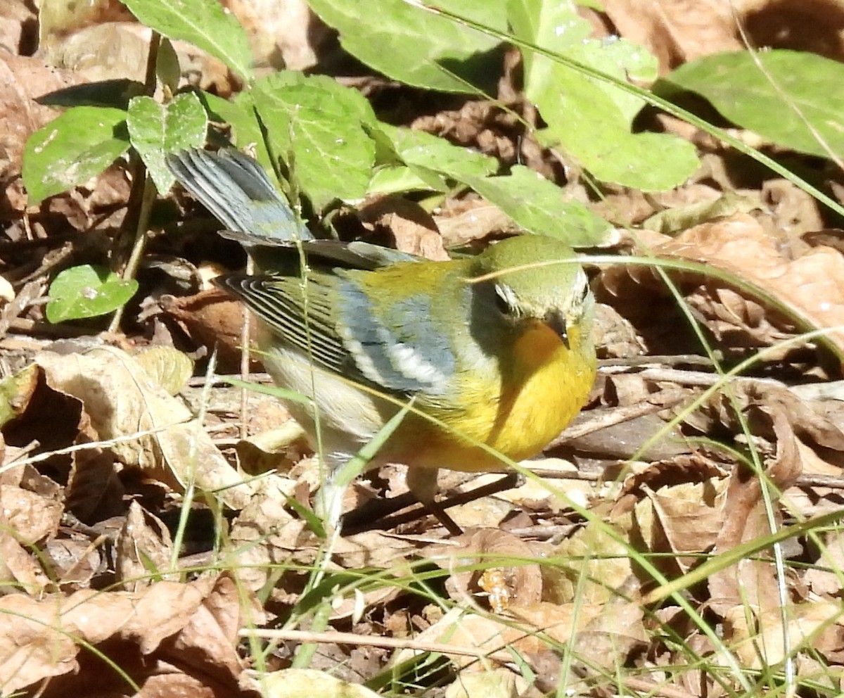 Parula Norteña - ML642889797