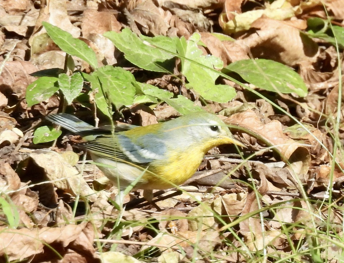 Parula Norteña - ML642889798