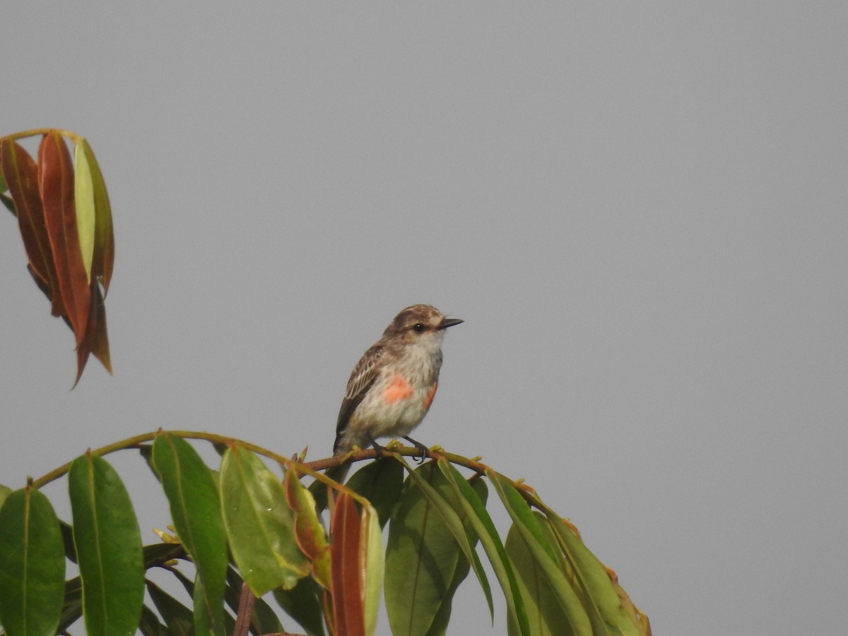 Mosquero Cardenal - ML642889800