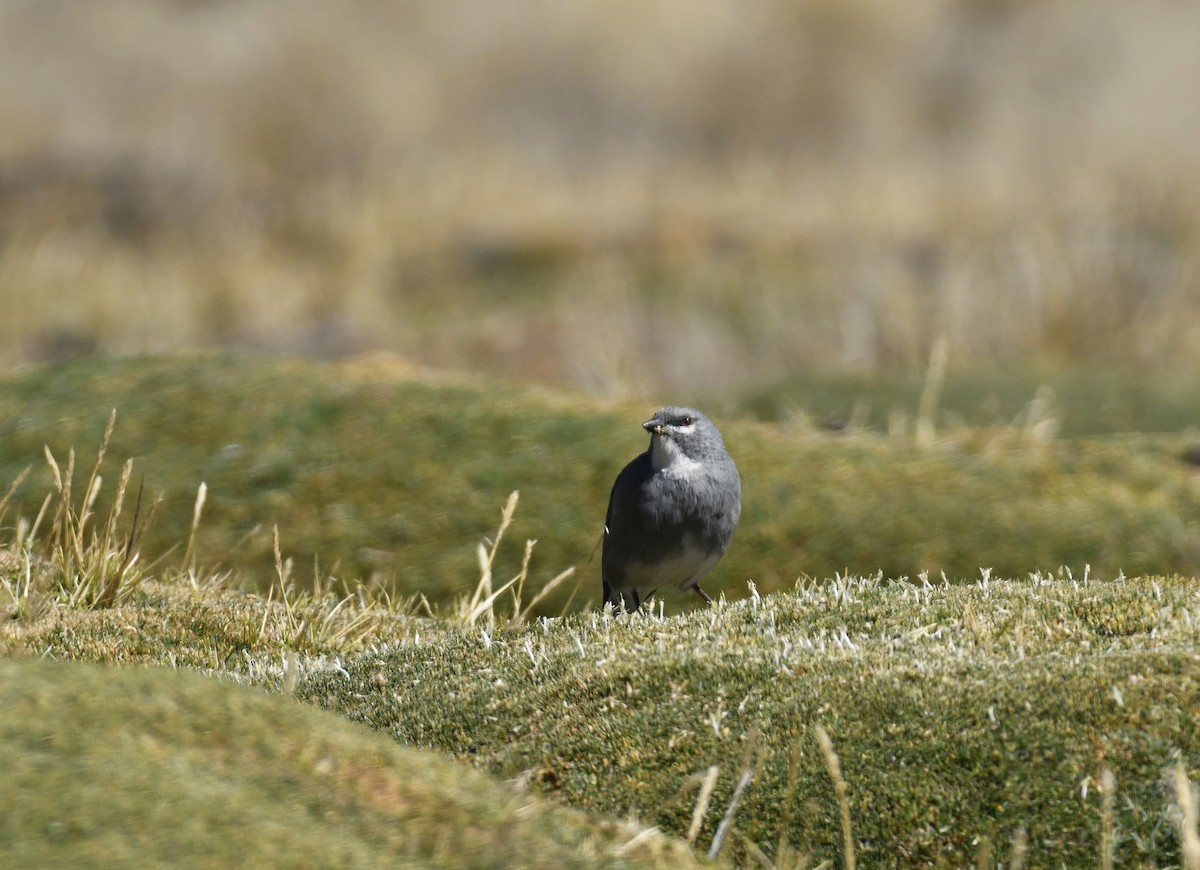 Glacier Finch - ML642889810