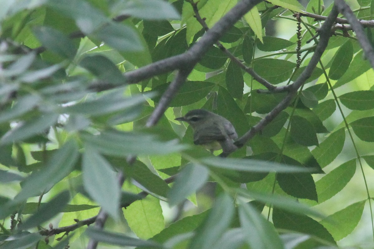 Philadelphia Vireo - ML642889817