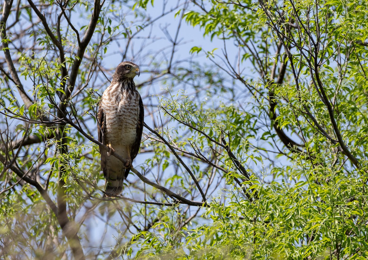 Roadside Hawk - ML642889819