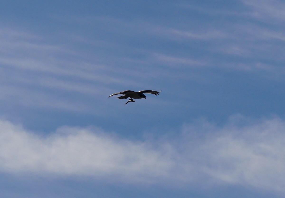 Osprey - ML642889820