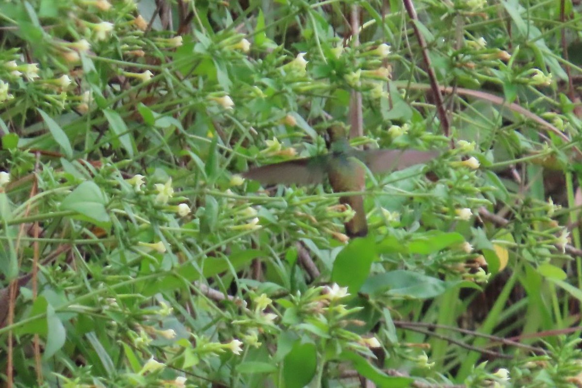 White-eared Hummingbird - ML642889833