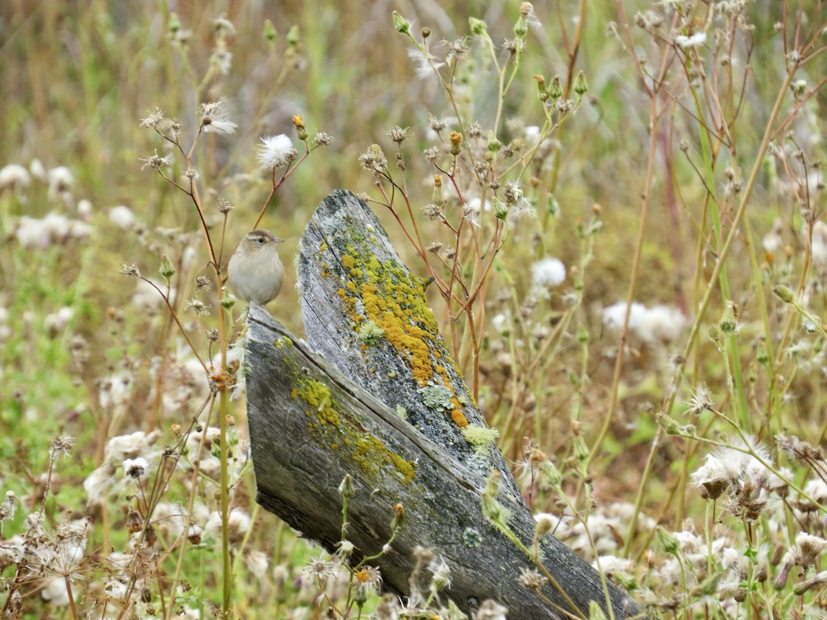 Marsh Wren - ML642889854