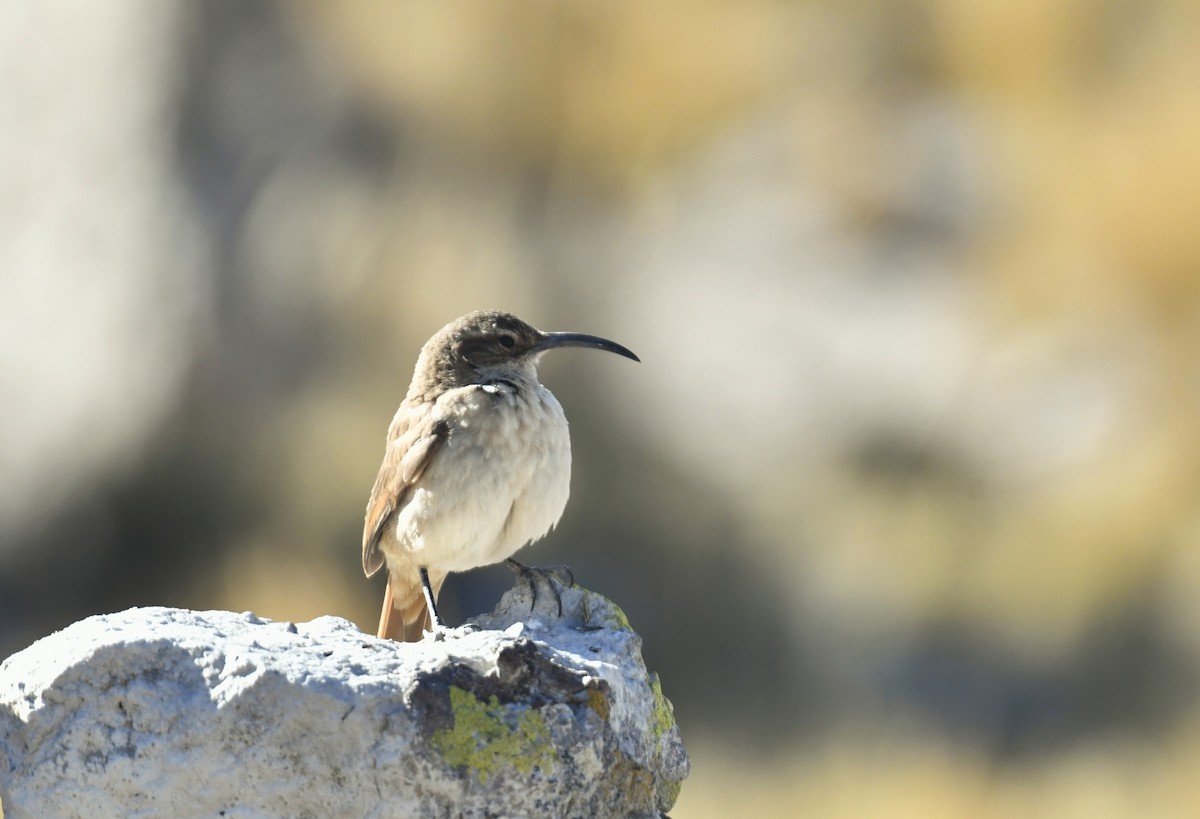 Buff-breasted Earthcreeper - ML642889865