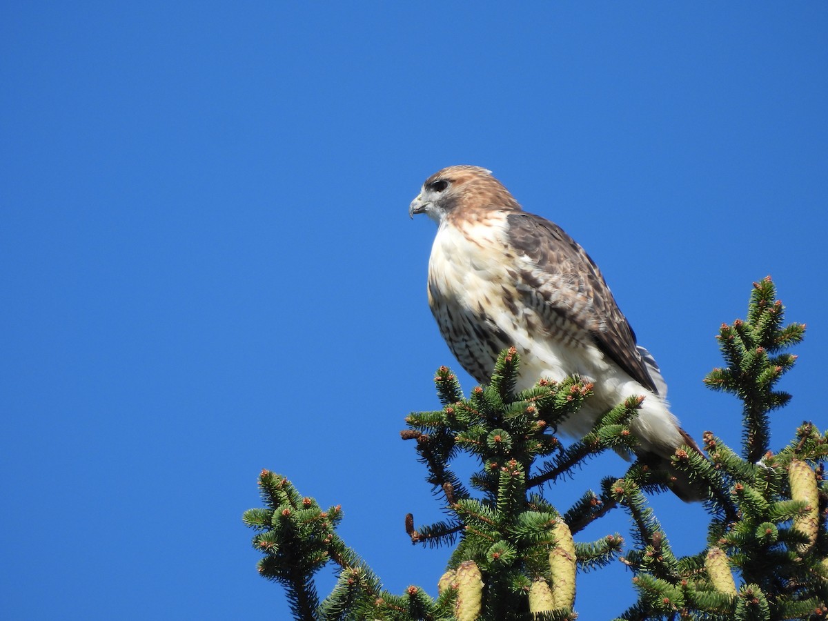 Red-tailed Hawk - ML642889866