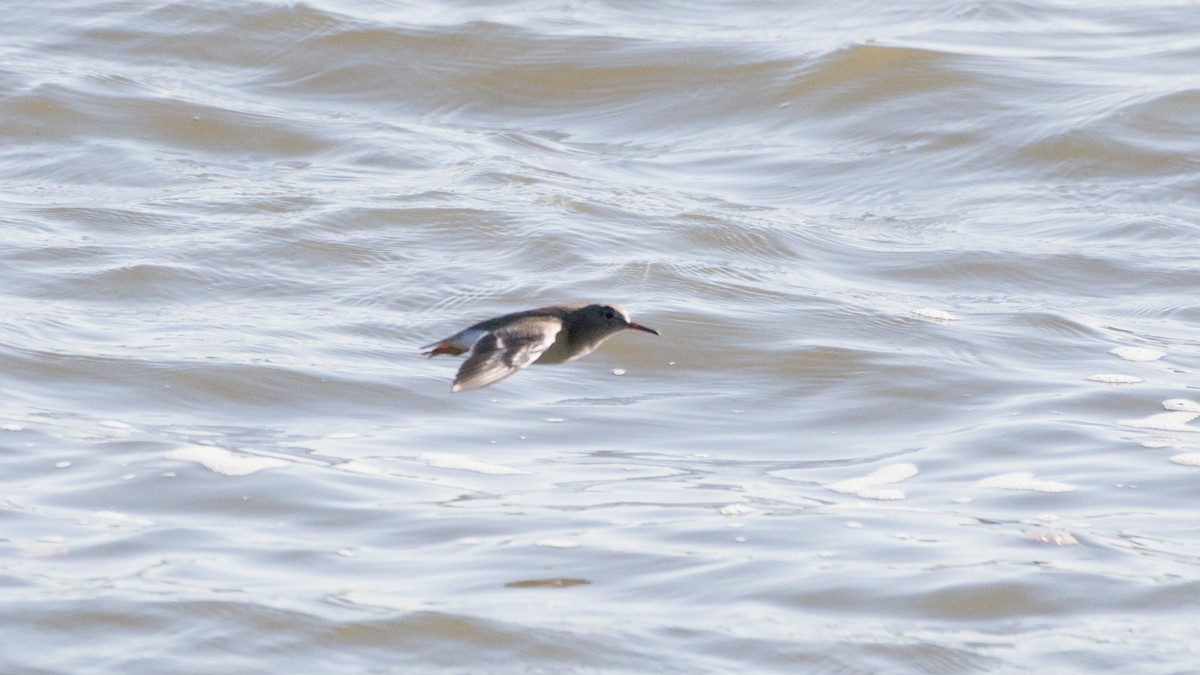 Spotted Sandpiper - ML642889867