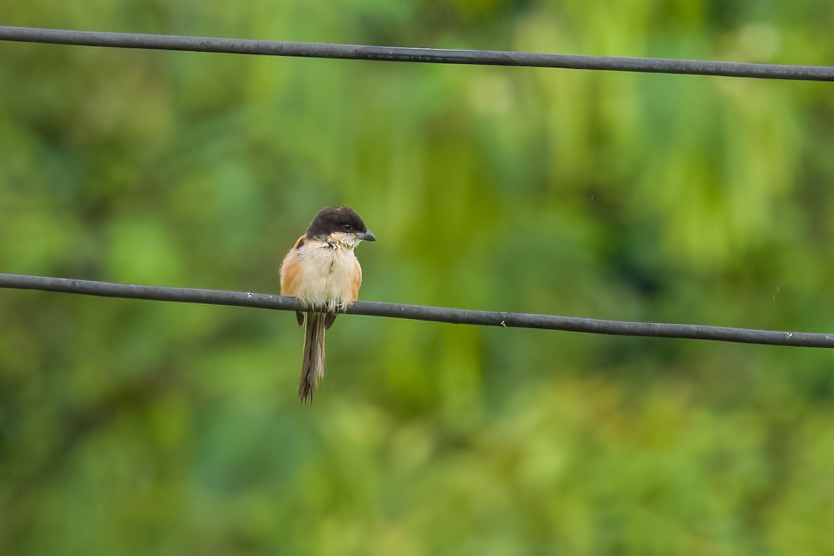 Burmese Shrike - ML642889870